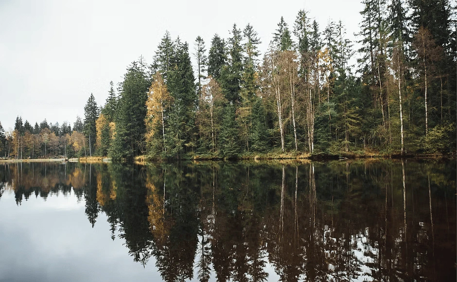 forest lake